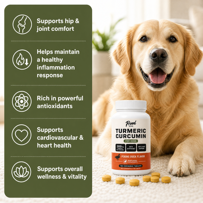 Help Your Dog Move More Comfortably with Turmeric Curcumin