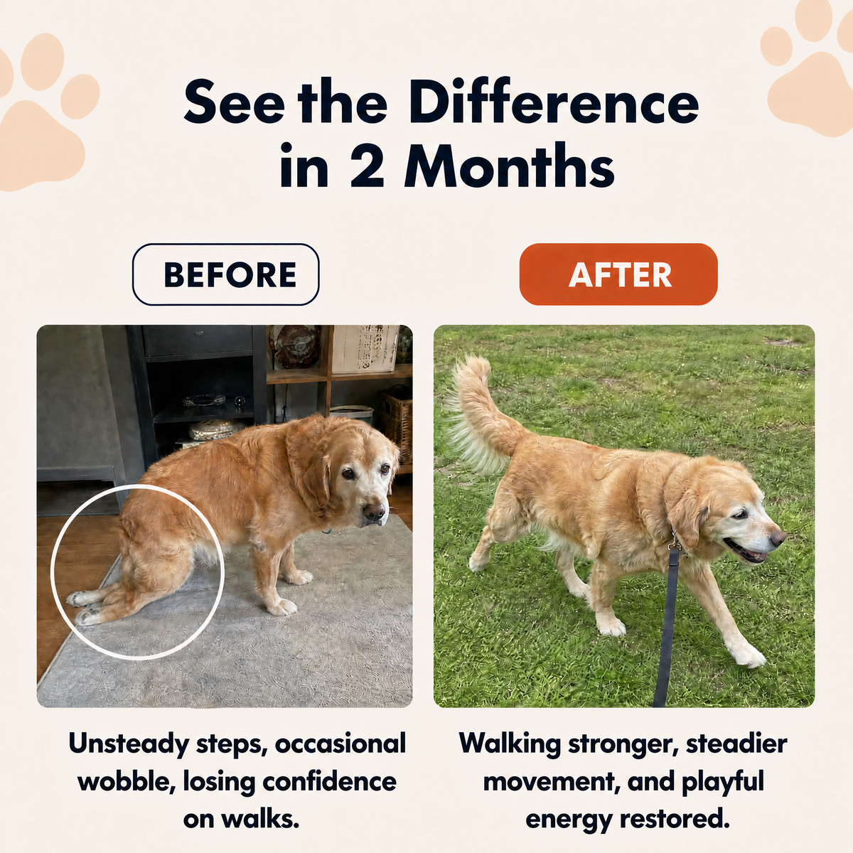 Turmeric Curcumin for Dogs